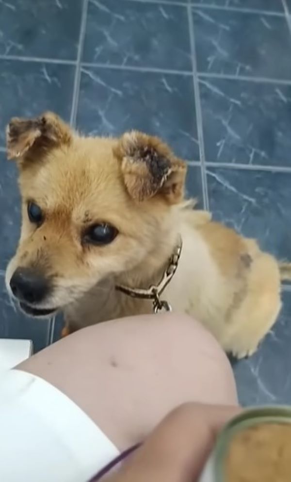 cute blind dog