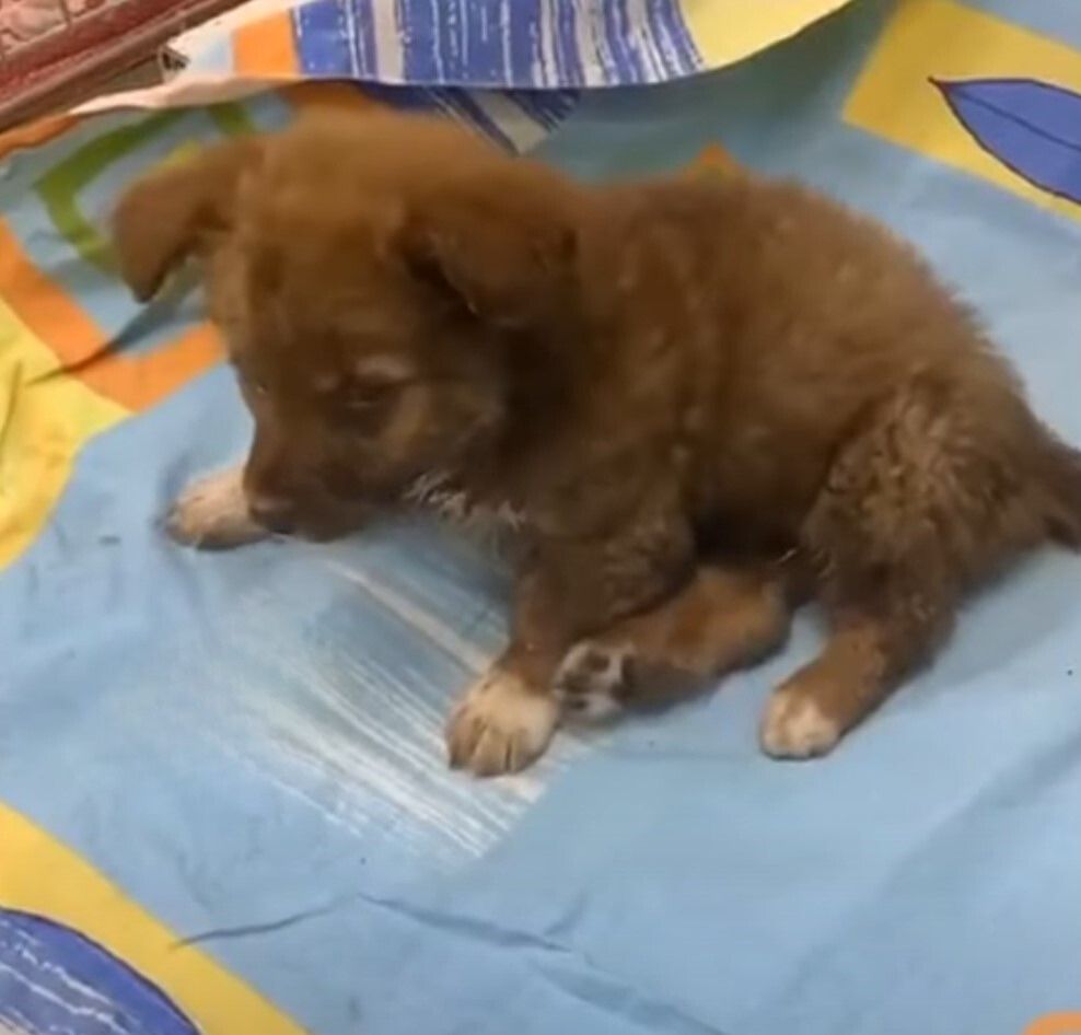 cute brown puppy