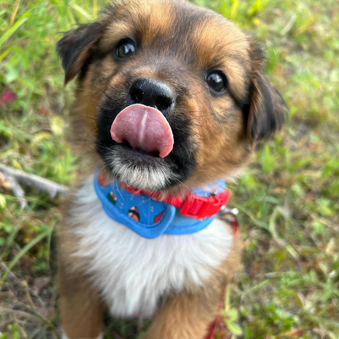 cute brown puppy