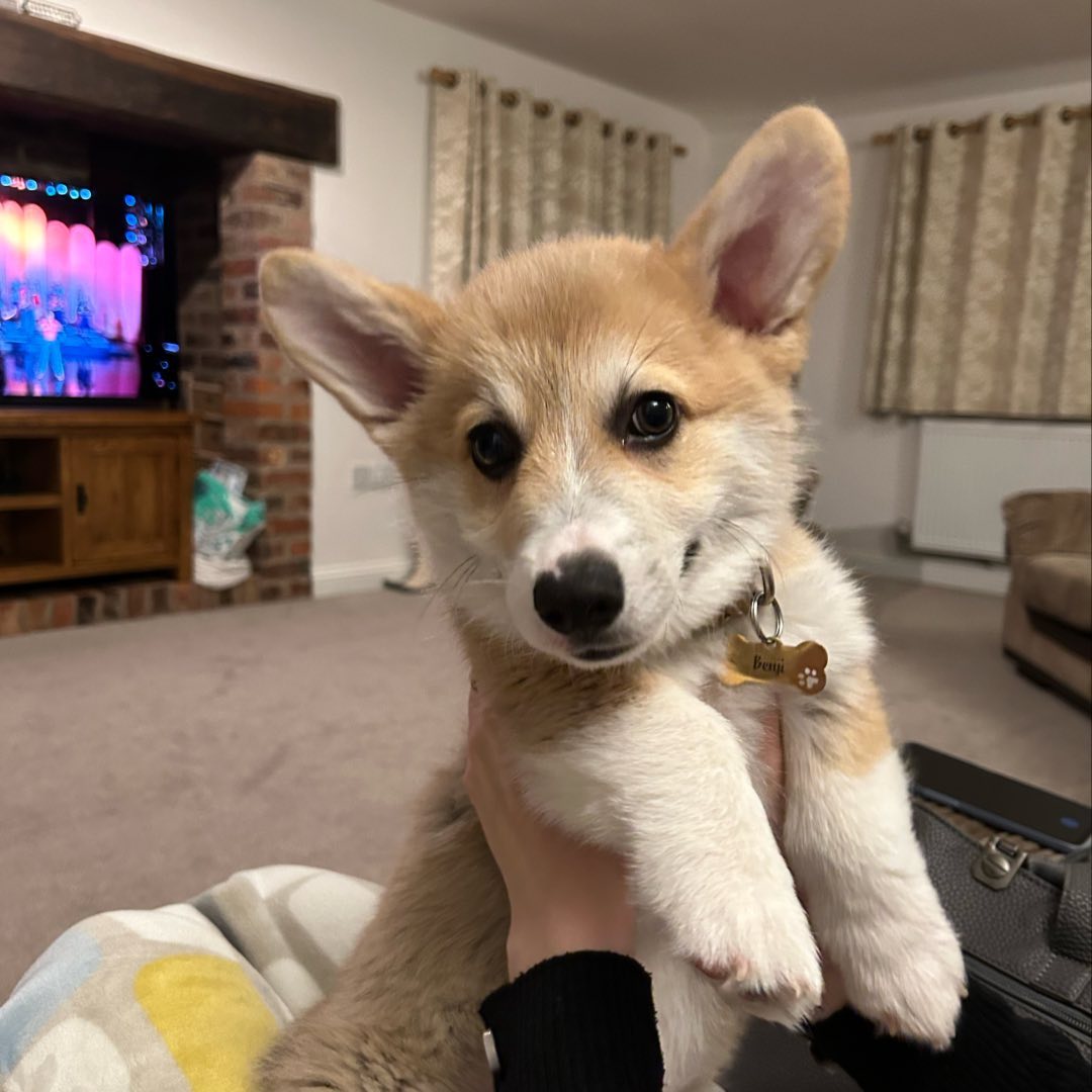 cute corgi in hands