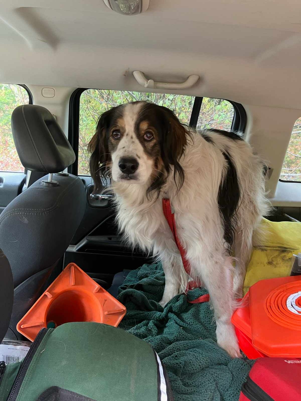 cute dog in car