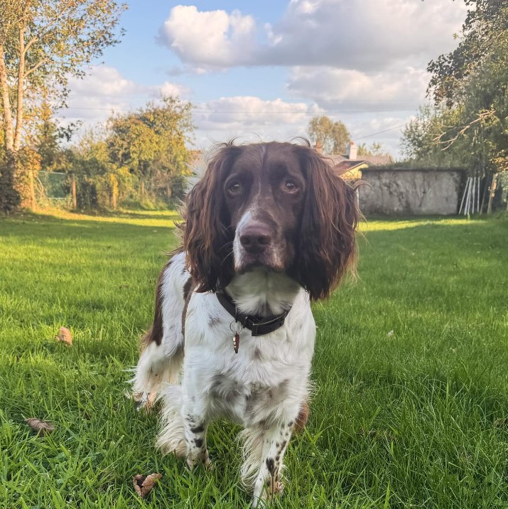 cute dog in the yard