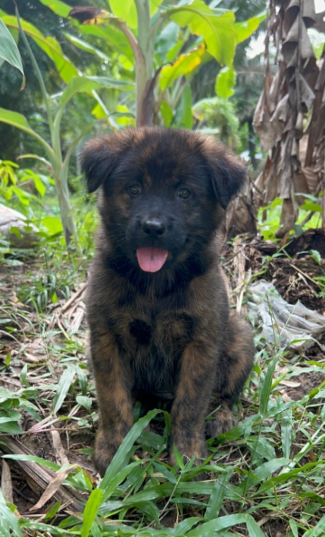 cute dog is sitting