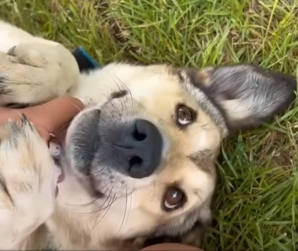 cute dog laying on the back