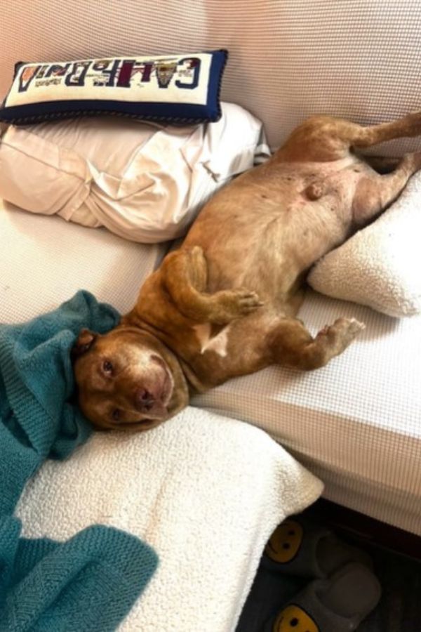 cute dog laying on the bed