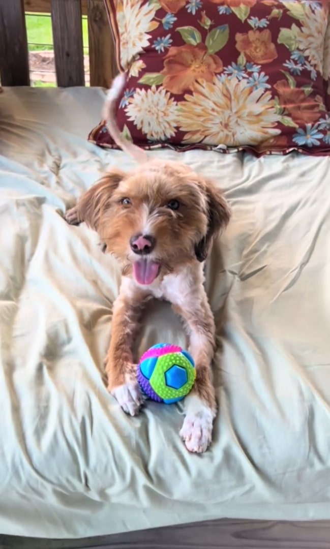 cute dog with ball