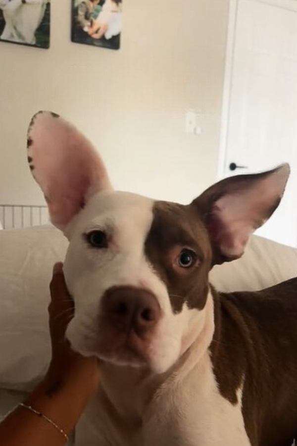 cute dog with big ears