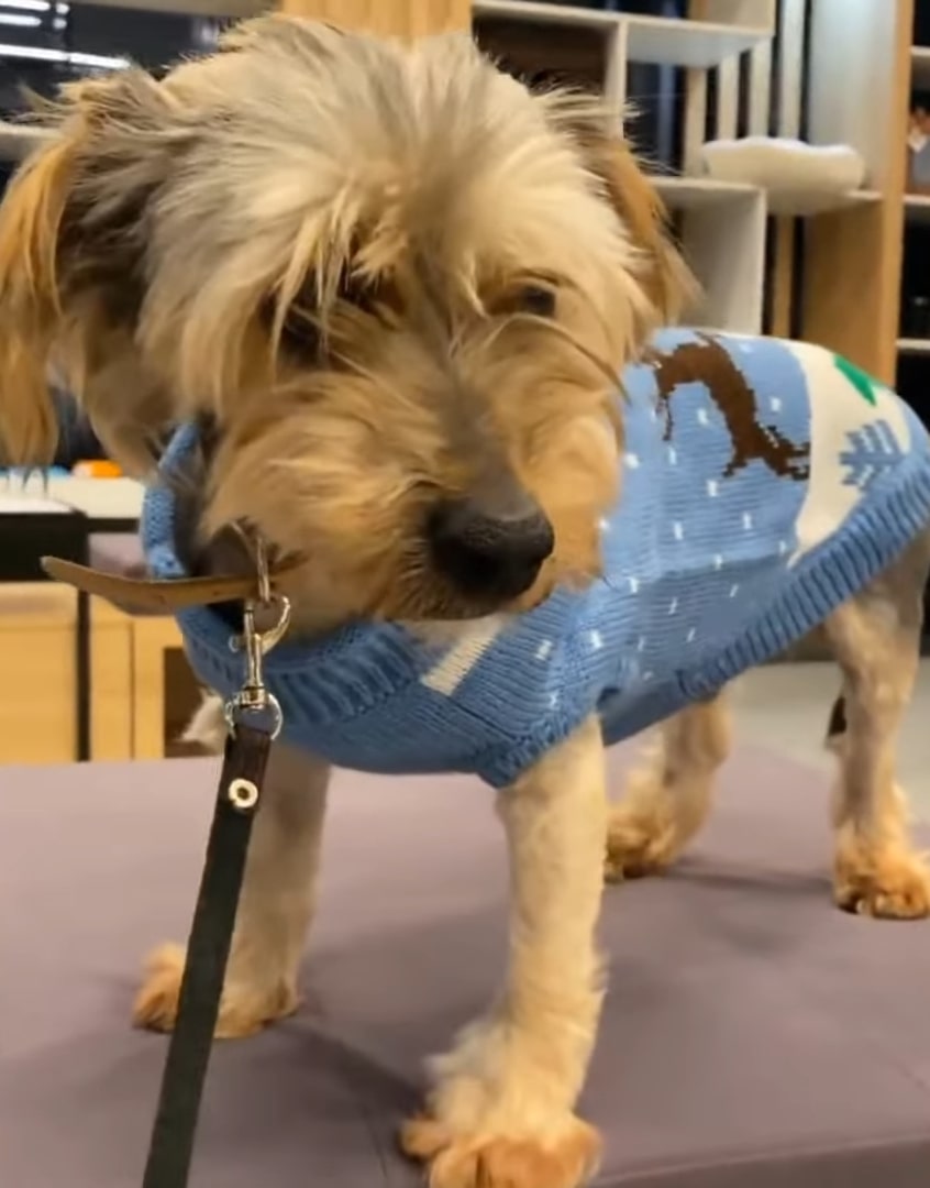 cute dog with clothes