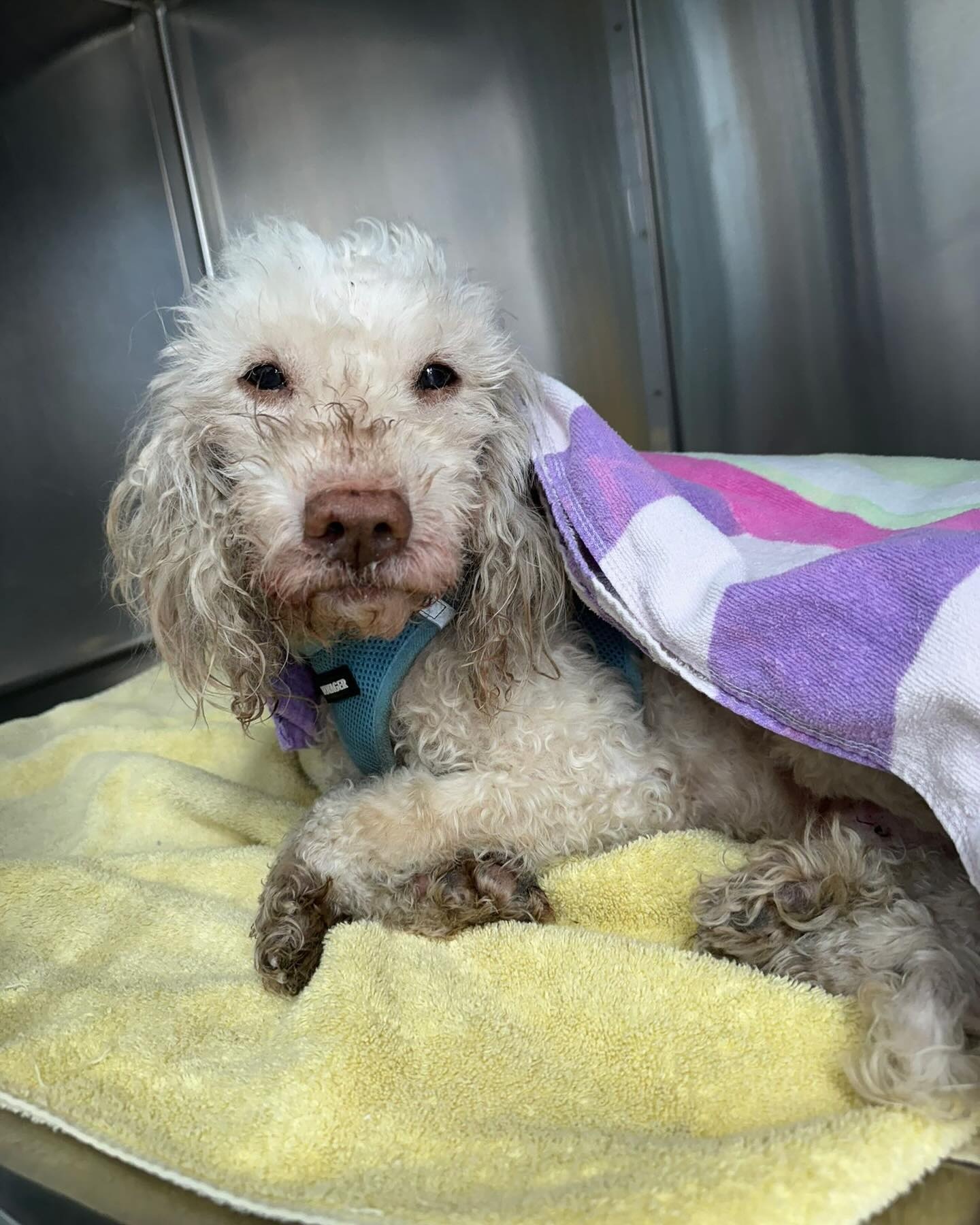 cute dog with curly hair