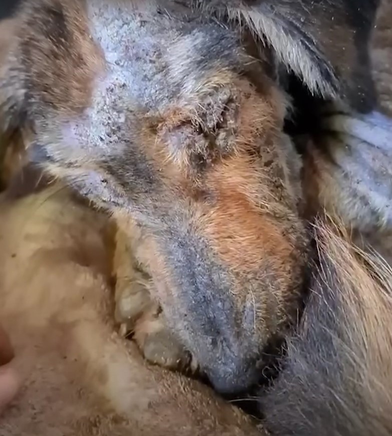 cute neglected dog