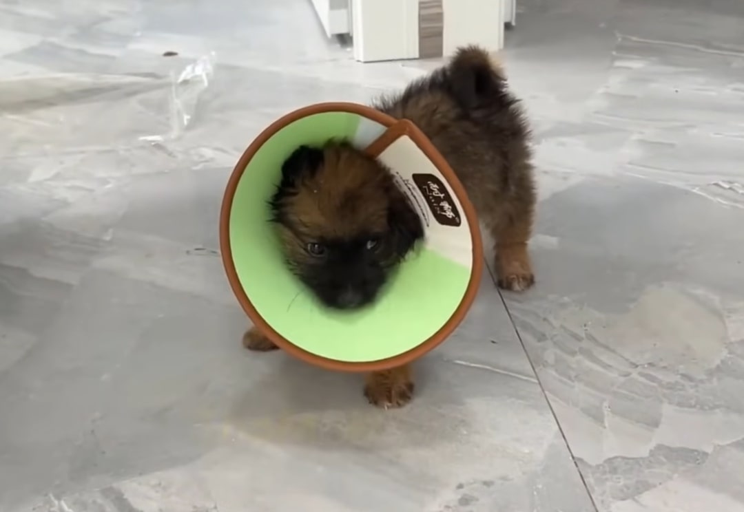 cute puppy with a collar