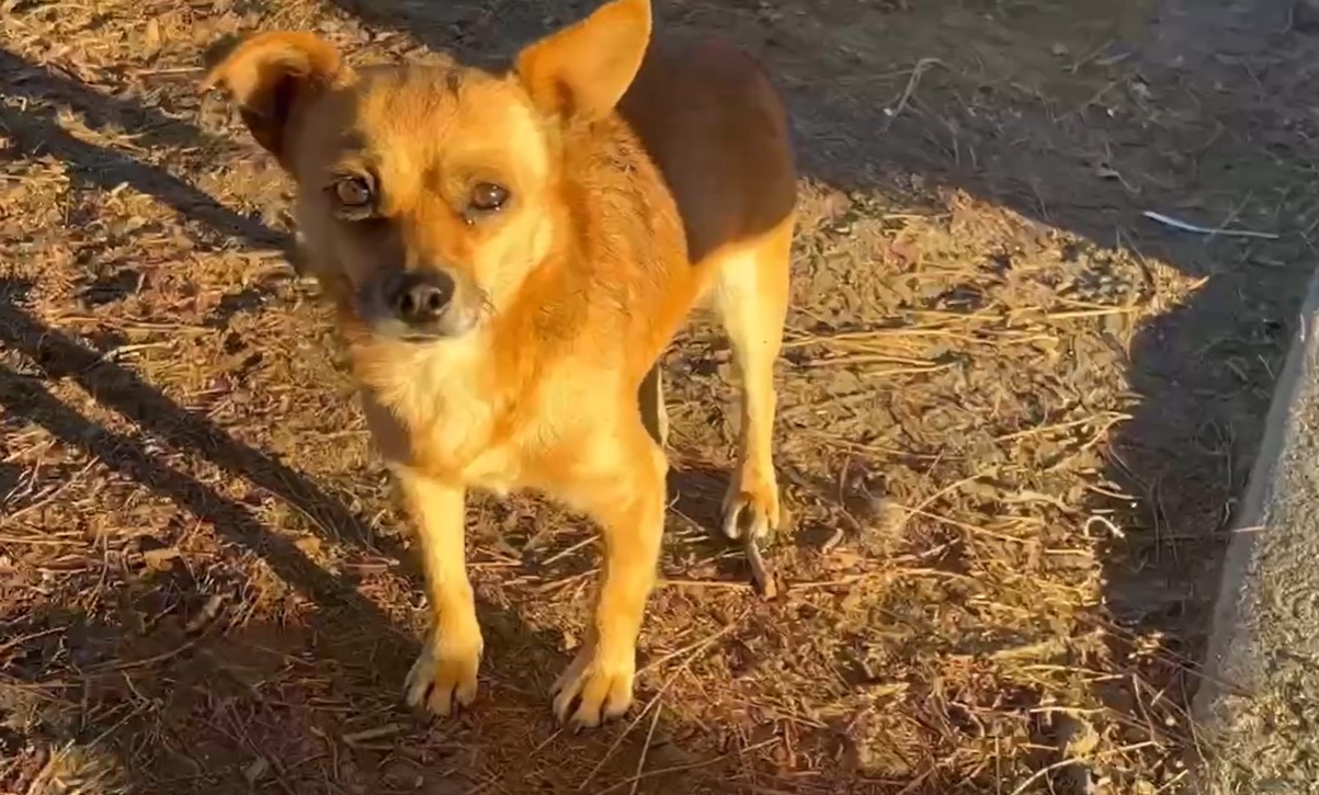 cute stray dog