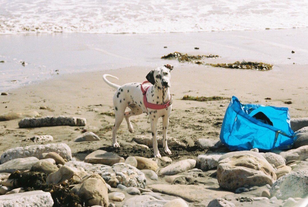 dalmatian dog on the beach