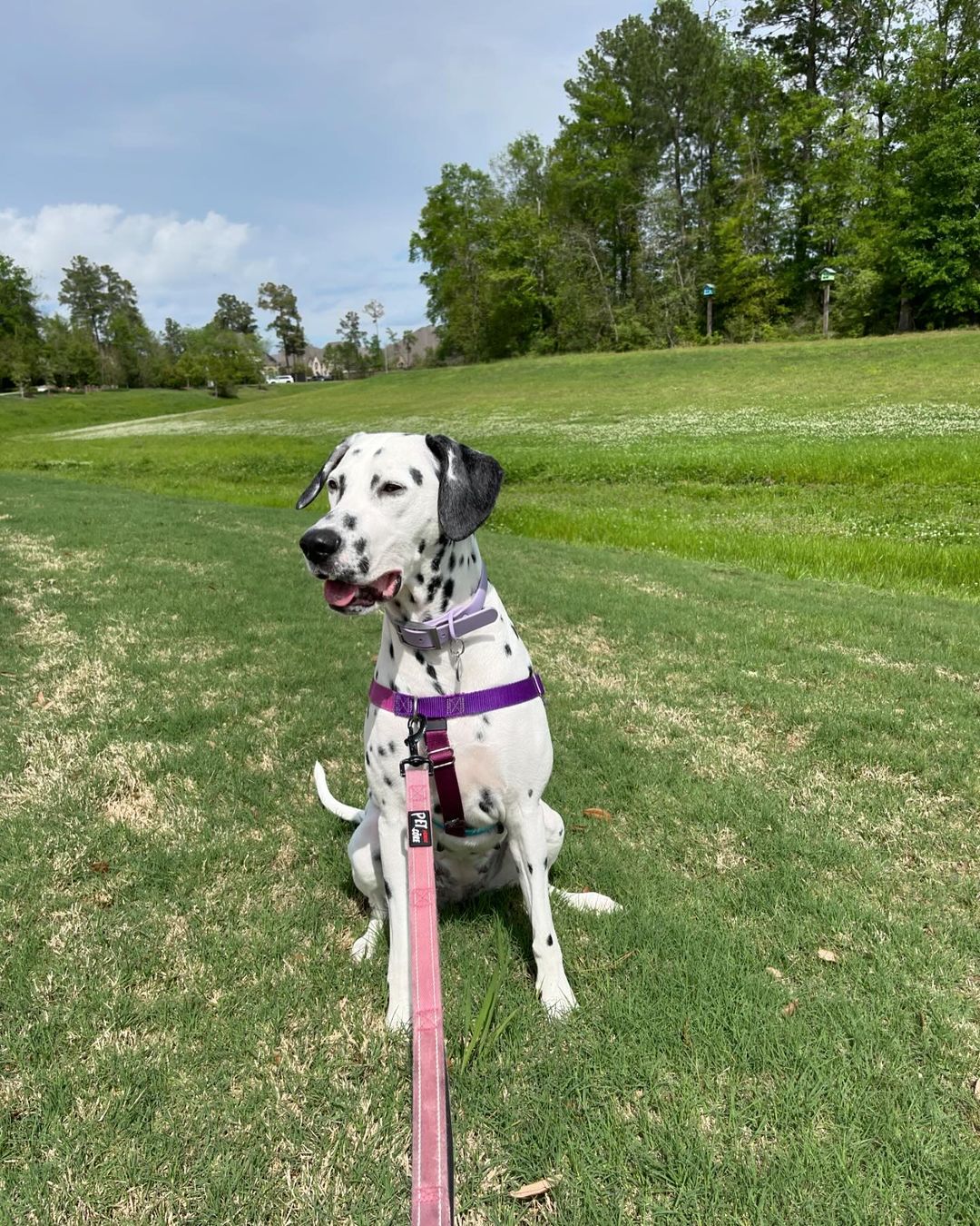 dalmatian dog on the grass