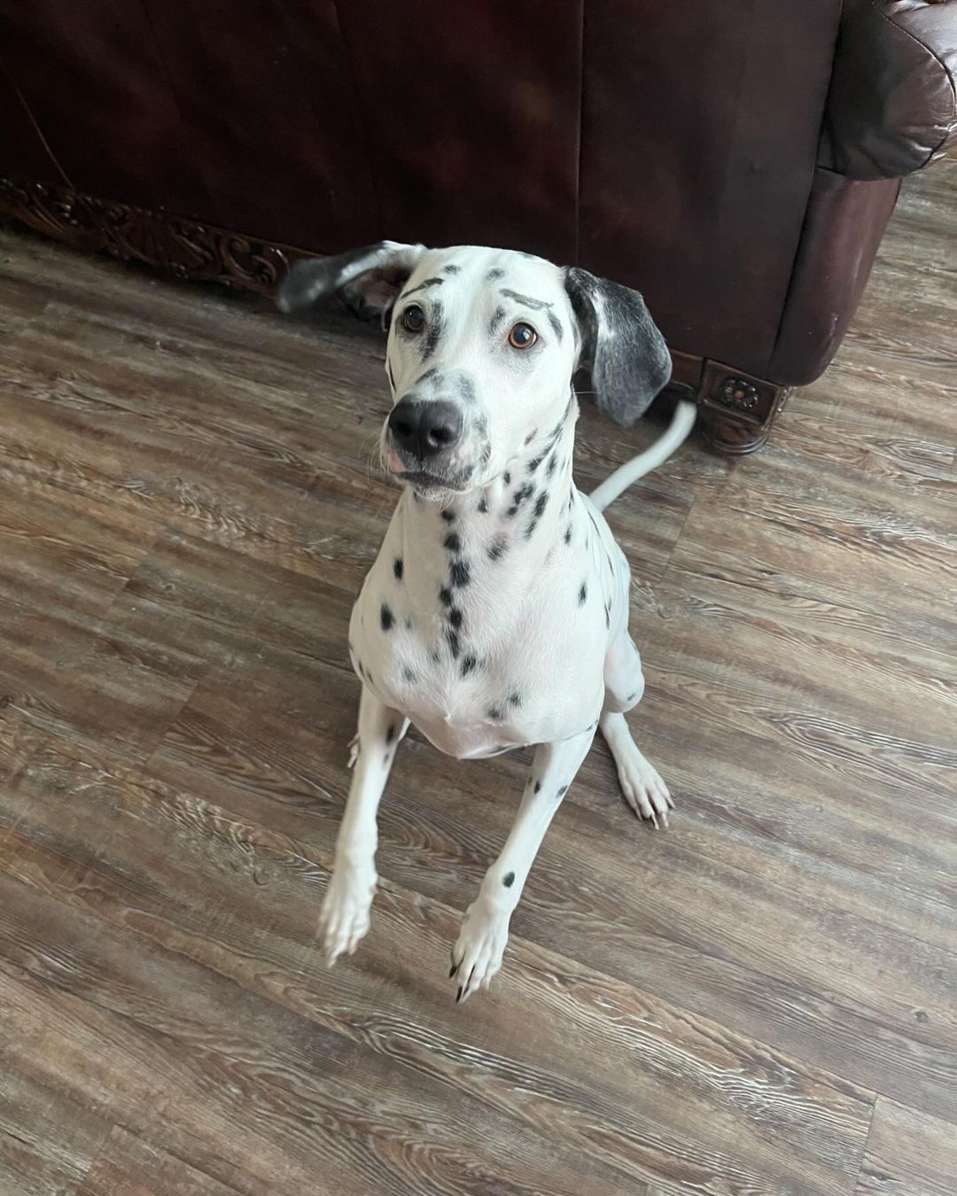 dalmatian dog sitting on the floor