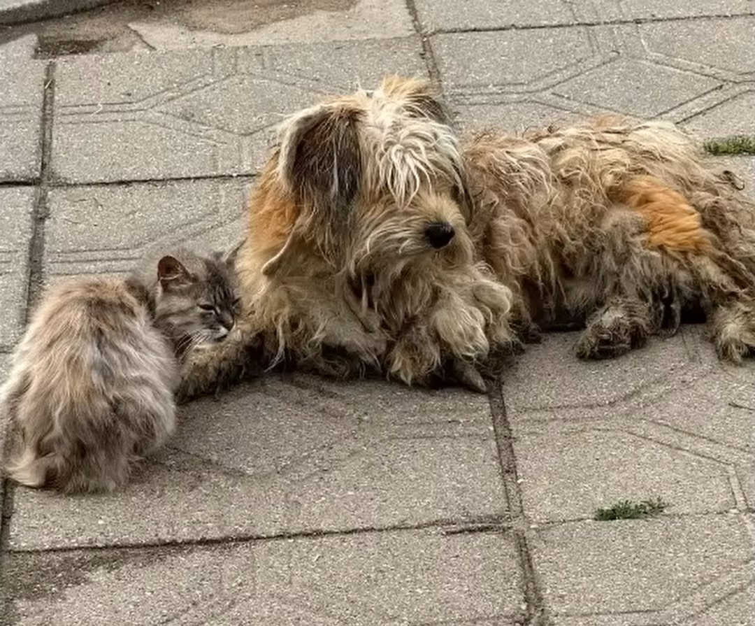 dirty dog and cat on the street