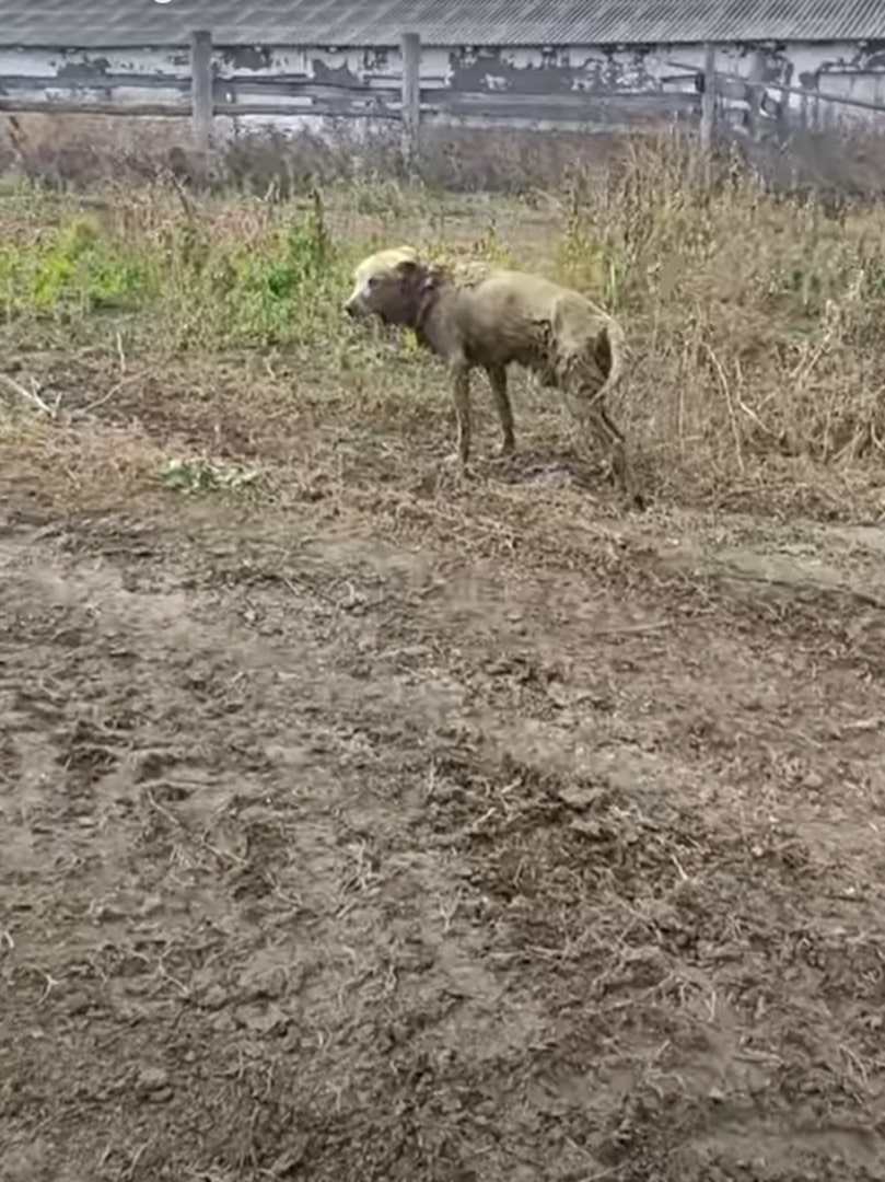 dirty dog walking