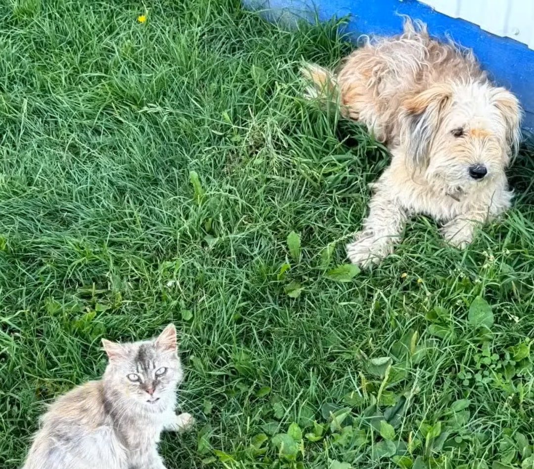 dog and cat laying together on the grass