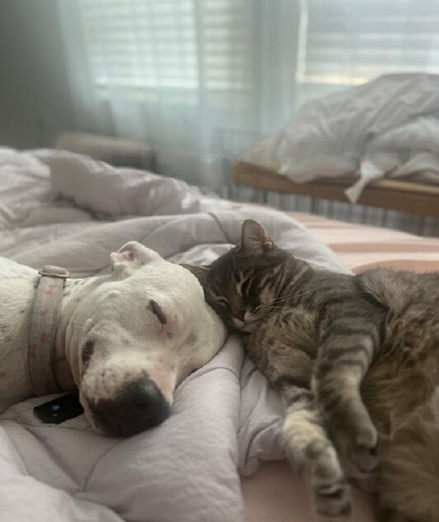 dog and cat sleeping together