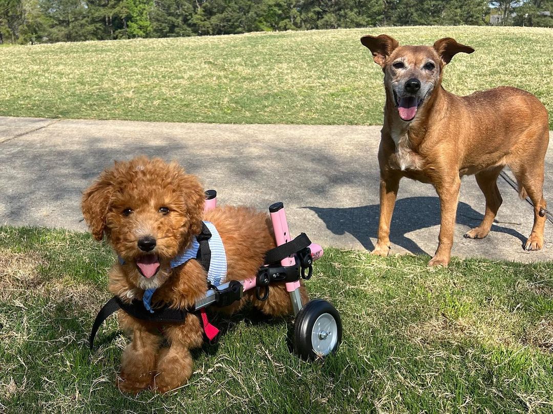 dog and disabled dog in the park