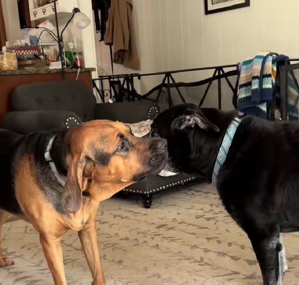 dog barks on the other dogs ear