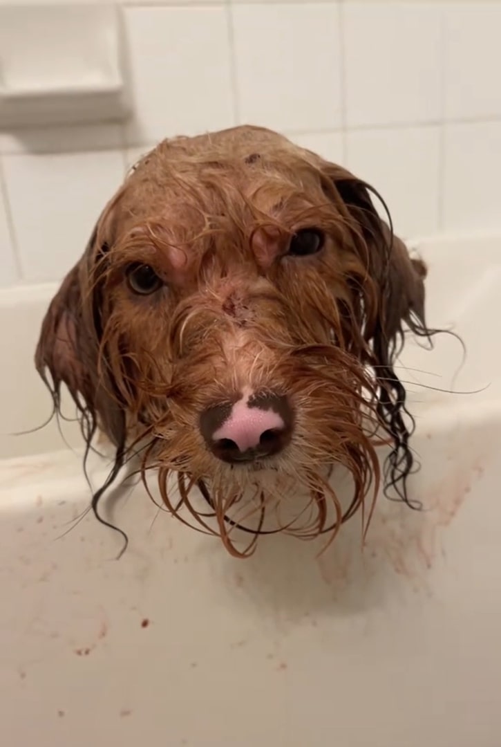 dog bathing