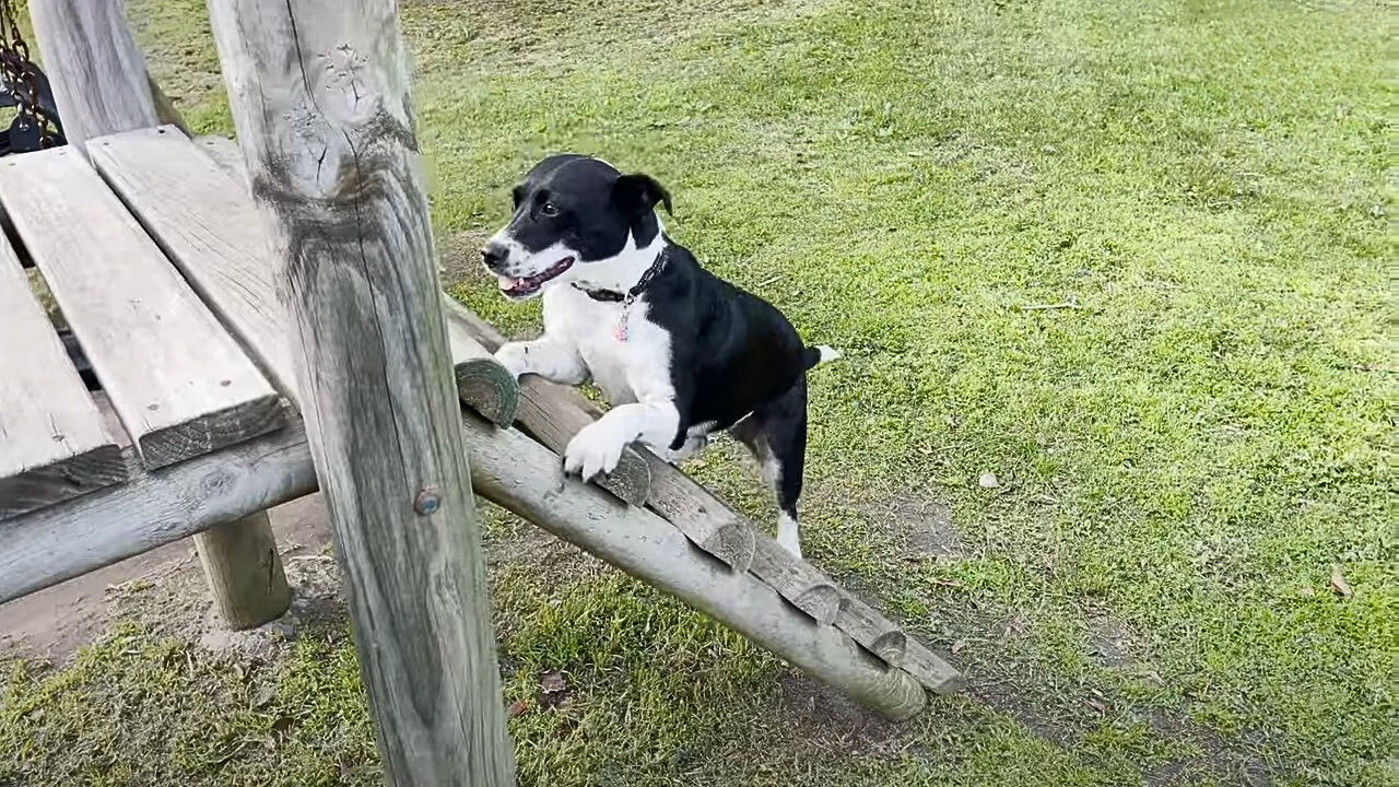 dog climbing