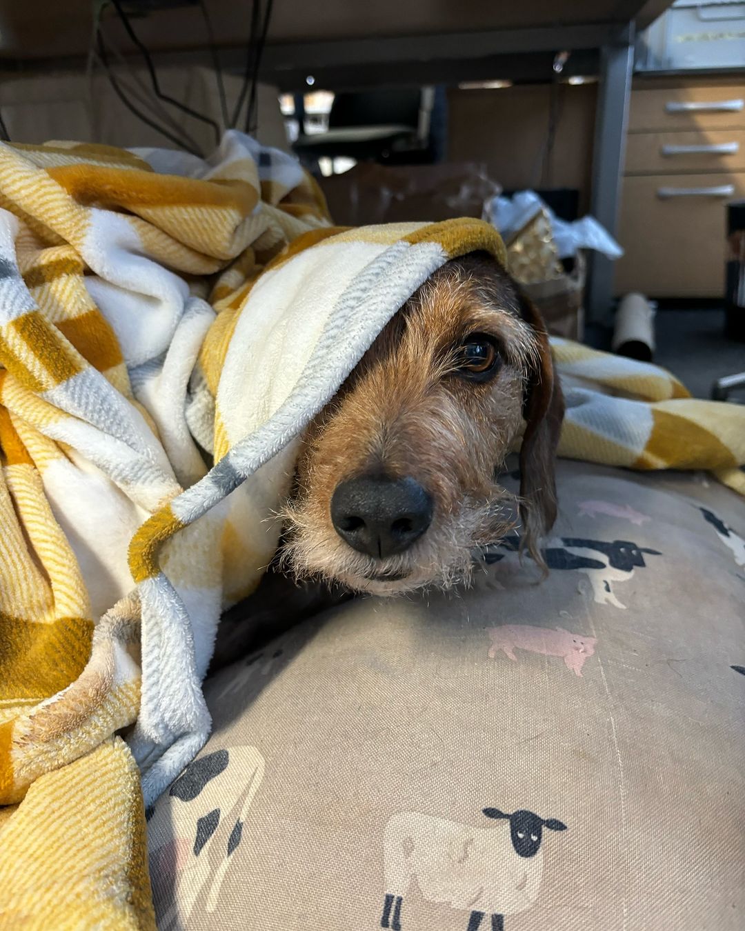 dog covered with a blanket