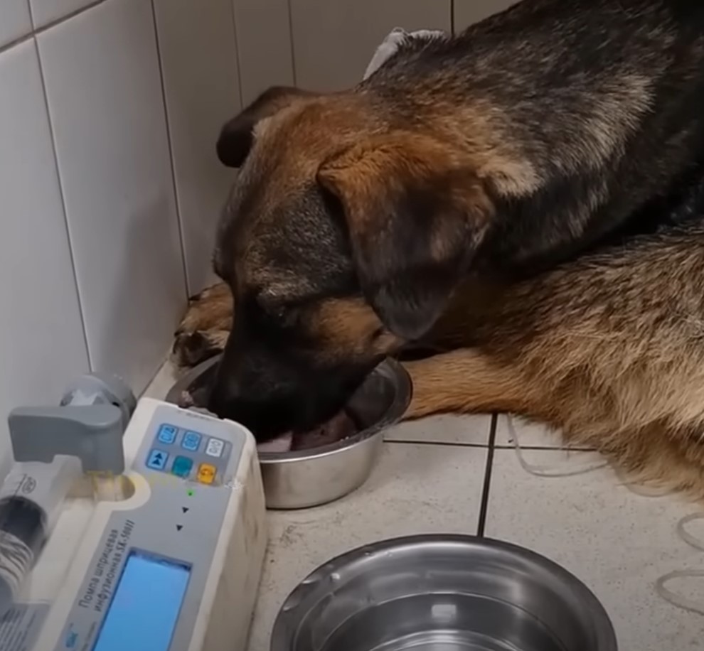 dog eats from bowl