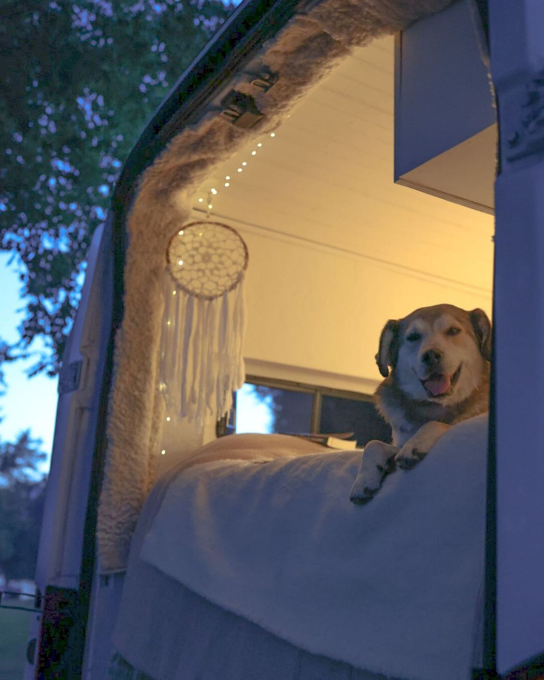 dog enjoying on bed outdoor