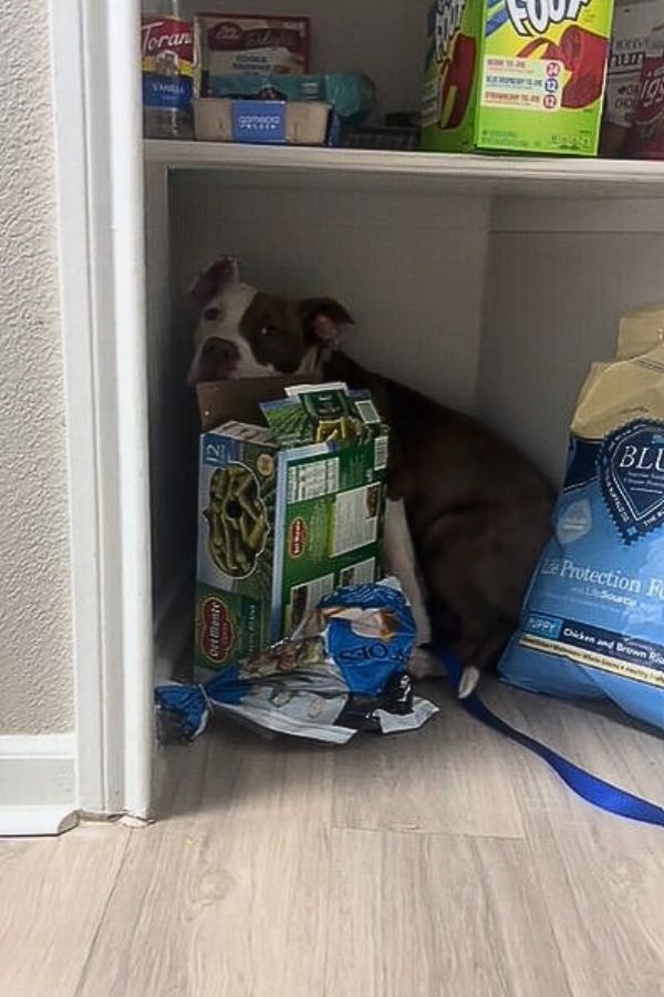 dog hiding behind the food