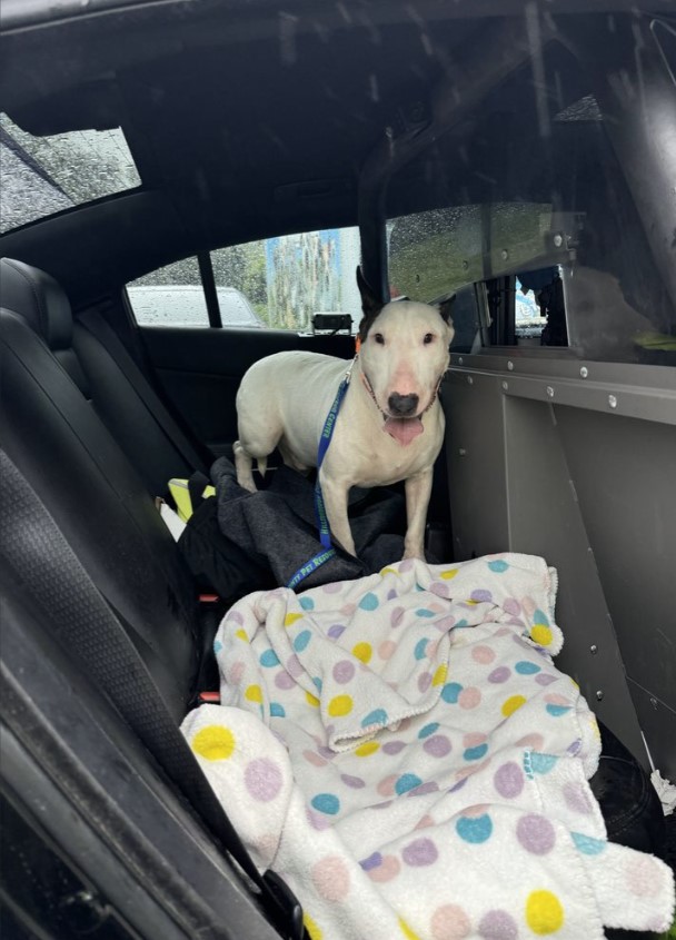 dog in a police car