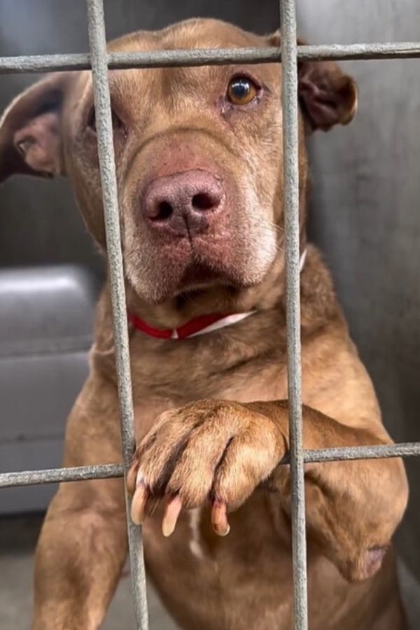 dog in crate