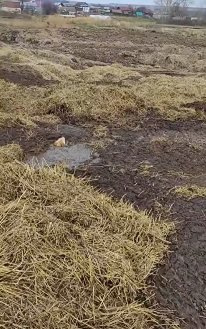 dog in mud