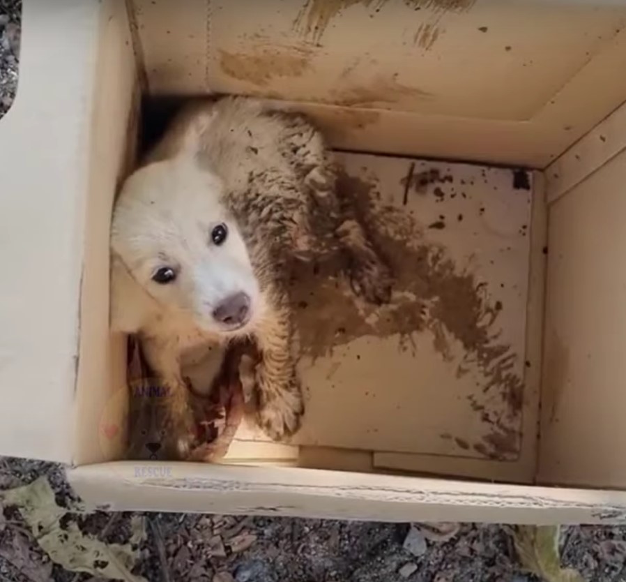 dog in mud sitting in the cardbox