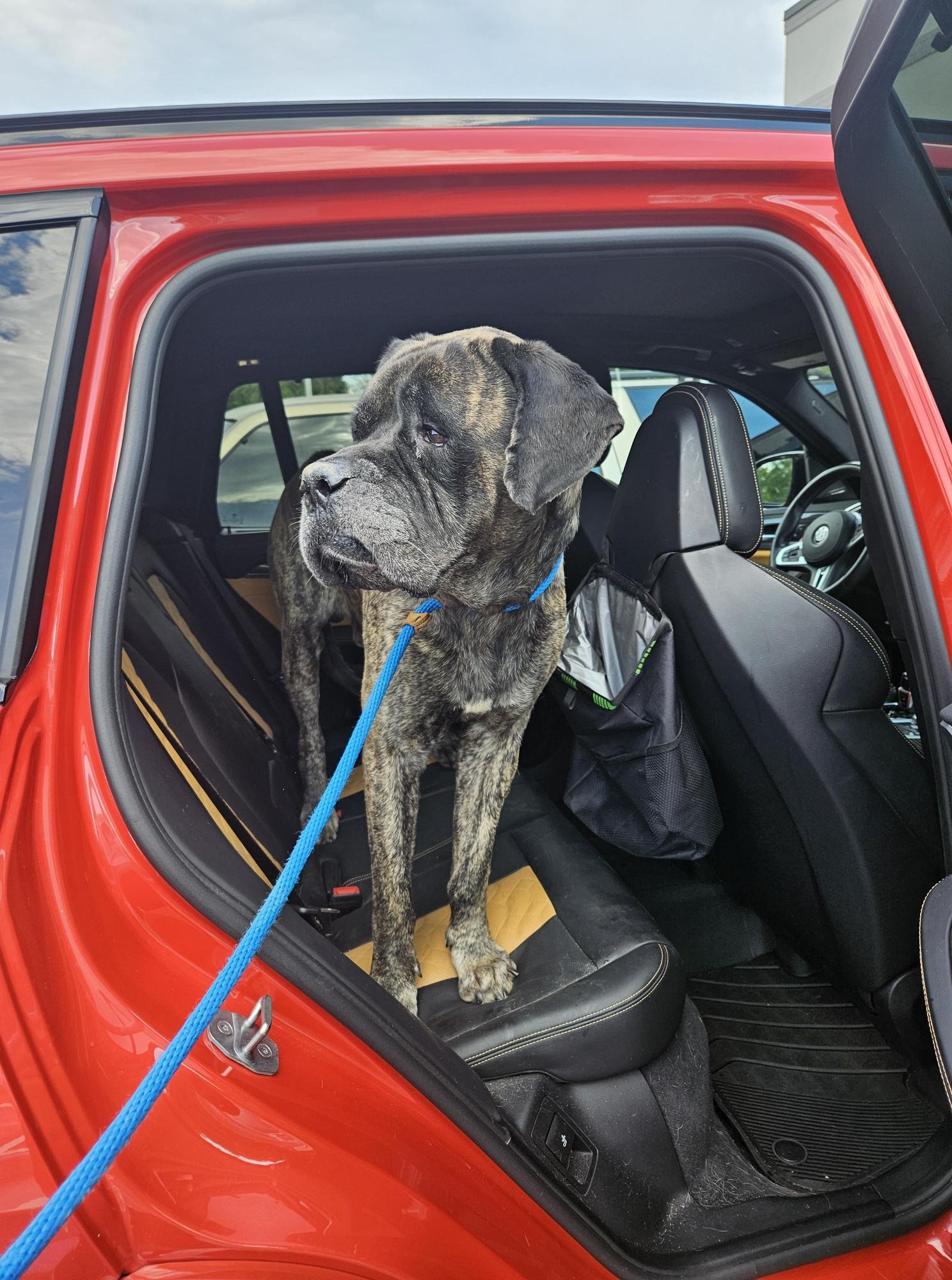 dog in red car