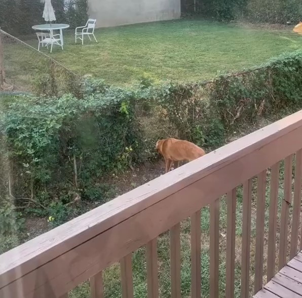 dog in yard