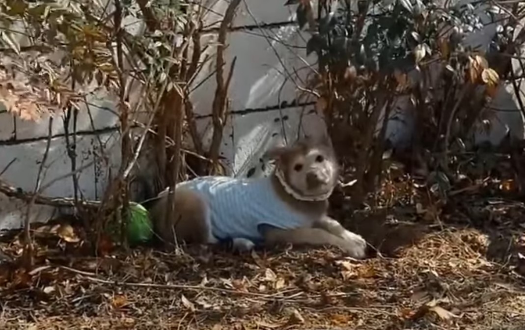 dog laying in garden