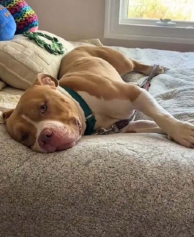 dog laying on a bed