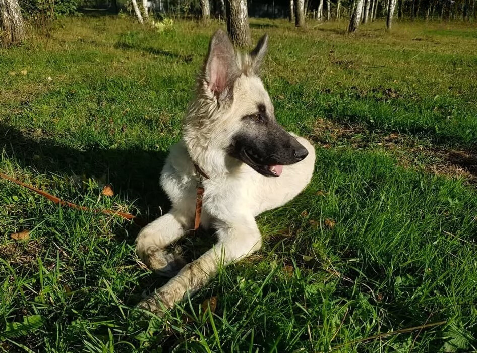 dog laying on the grass