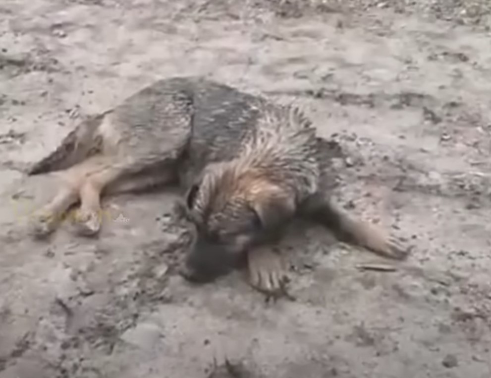 dog left in the mud