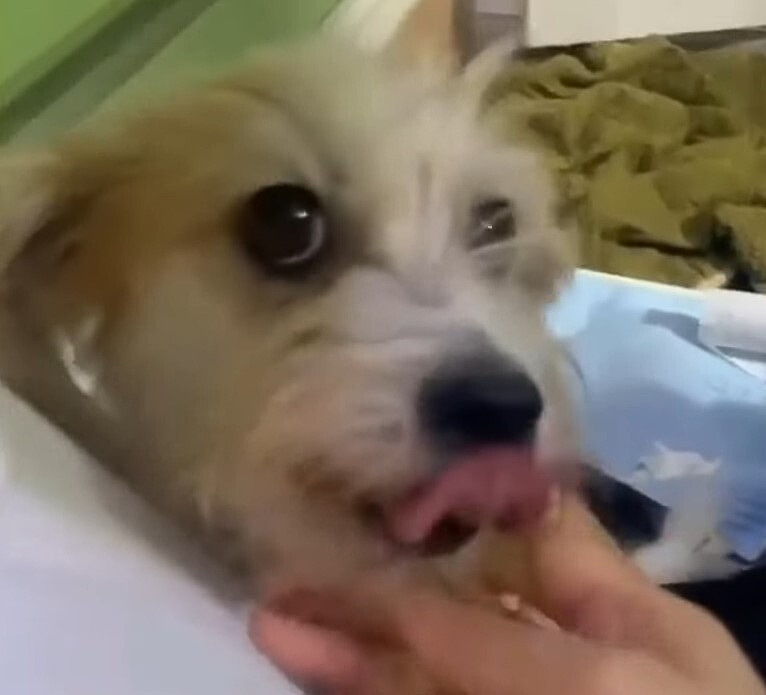 dog licking fingers