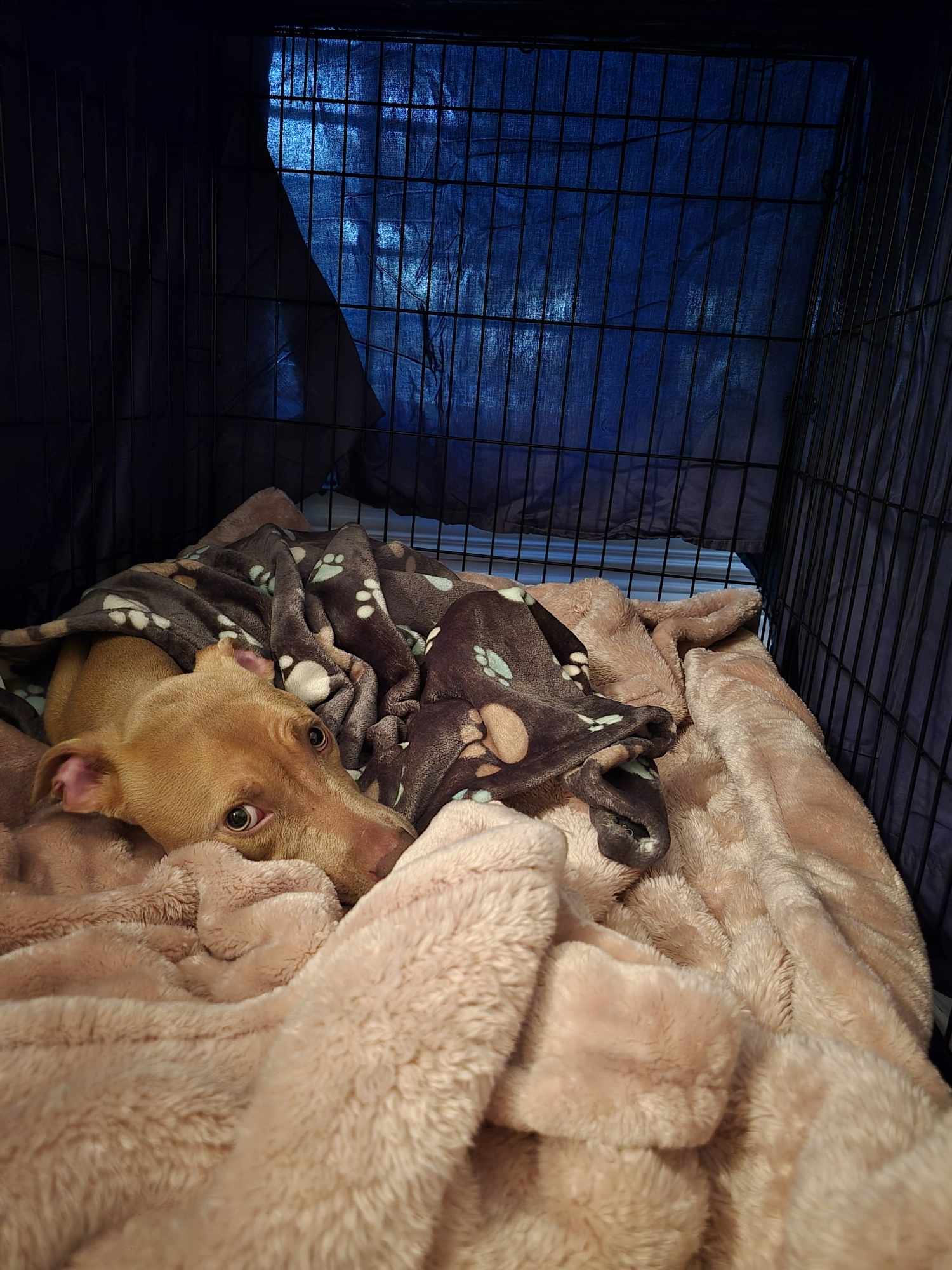 dog lying in a kennel covered with blanket