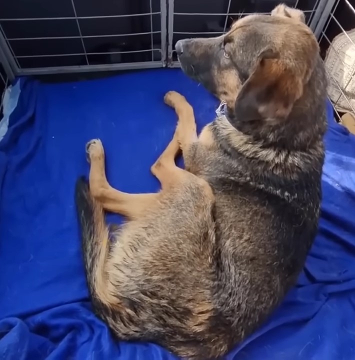 dog lying in cage