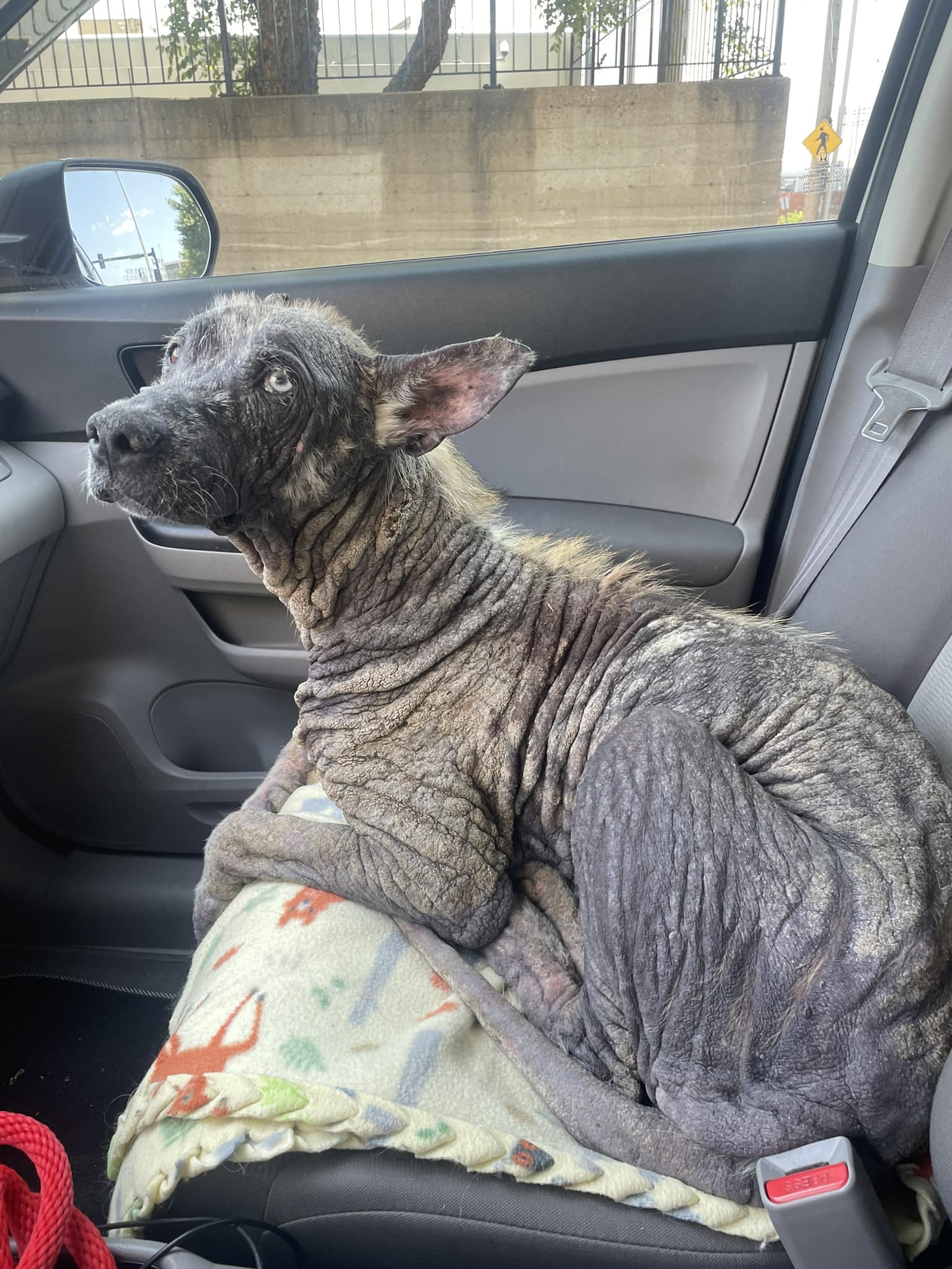 dog lying in the car