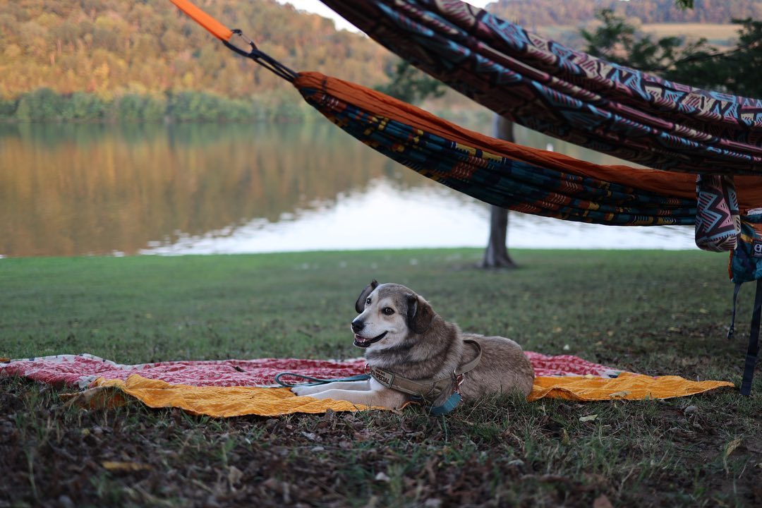 dog lying on a blanket outdoor by the lake