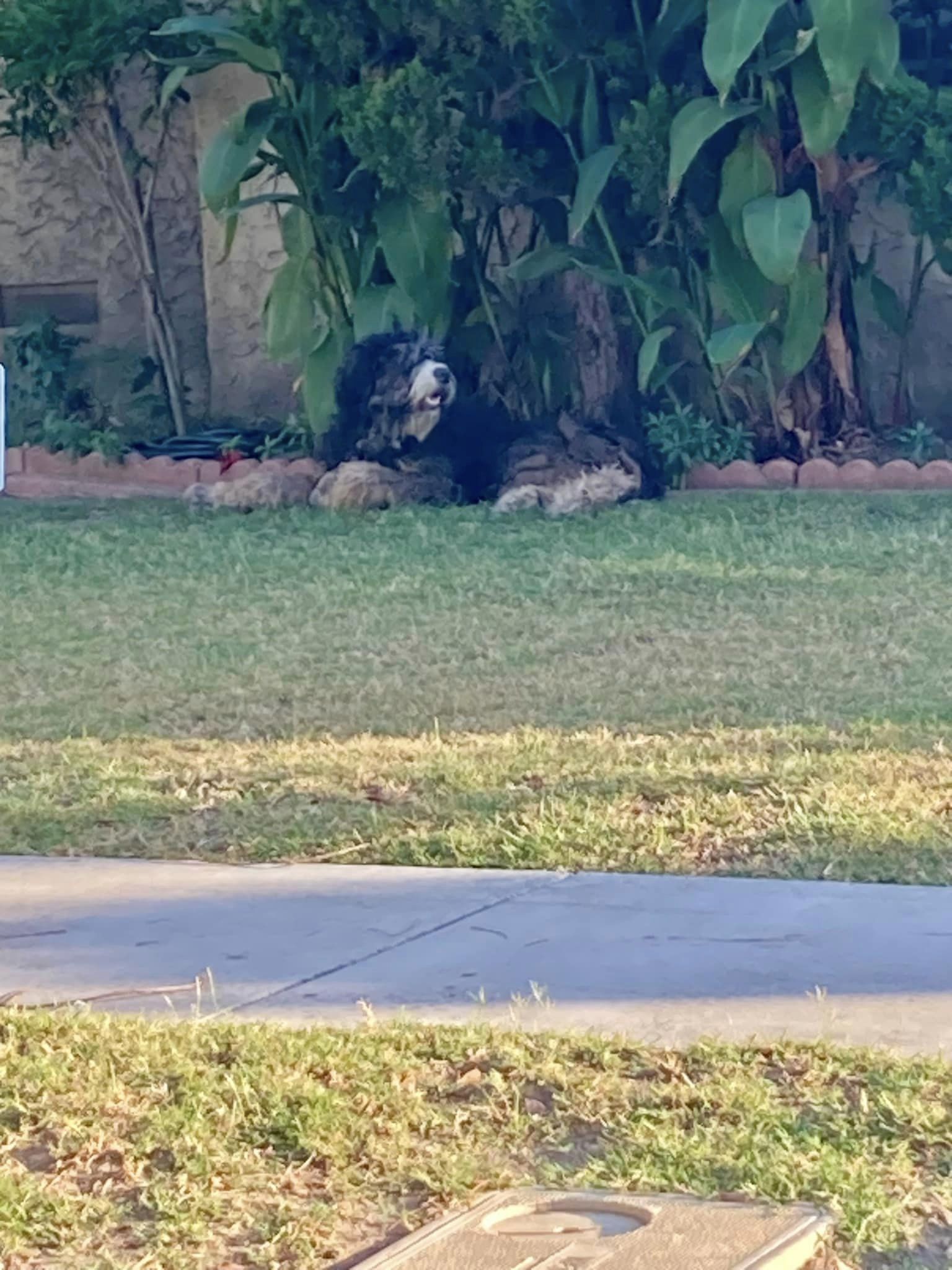 dog lying on a lawn