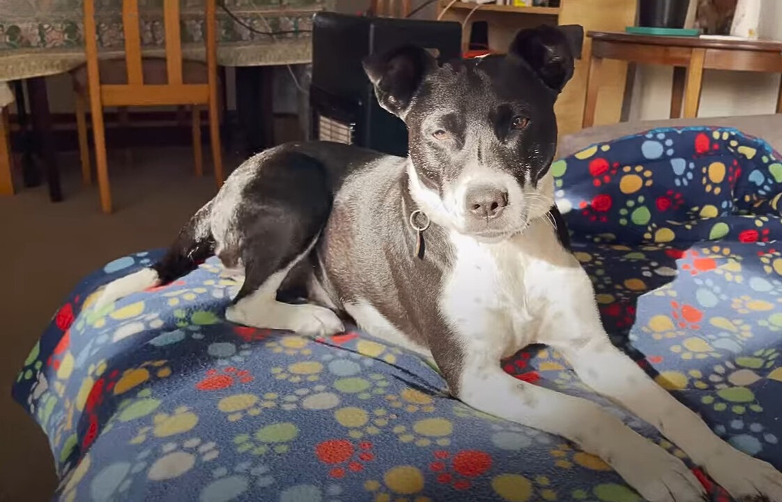 dog lying on bed