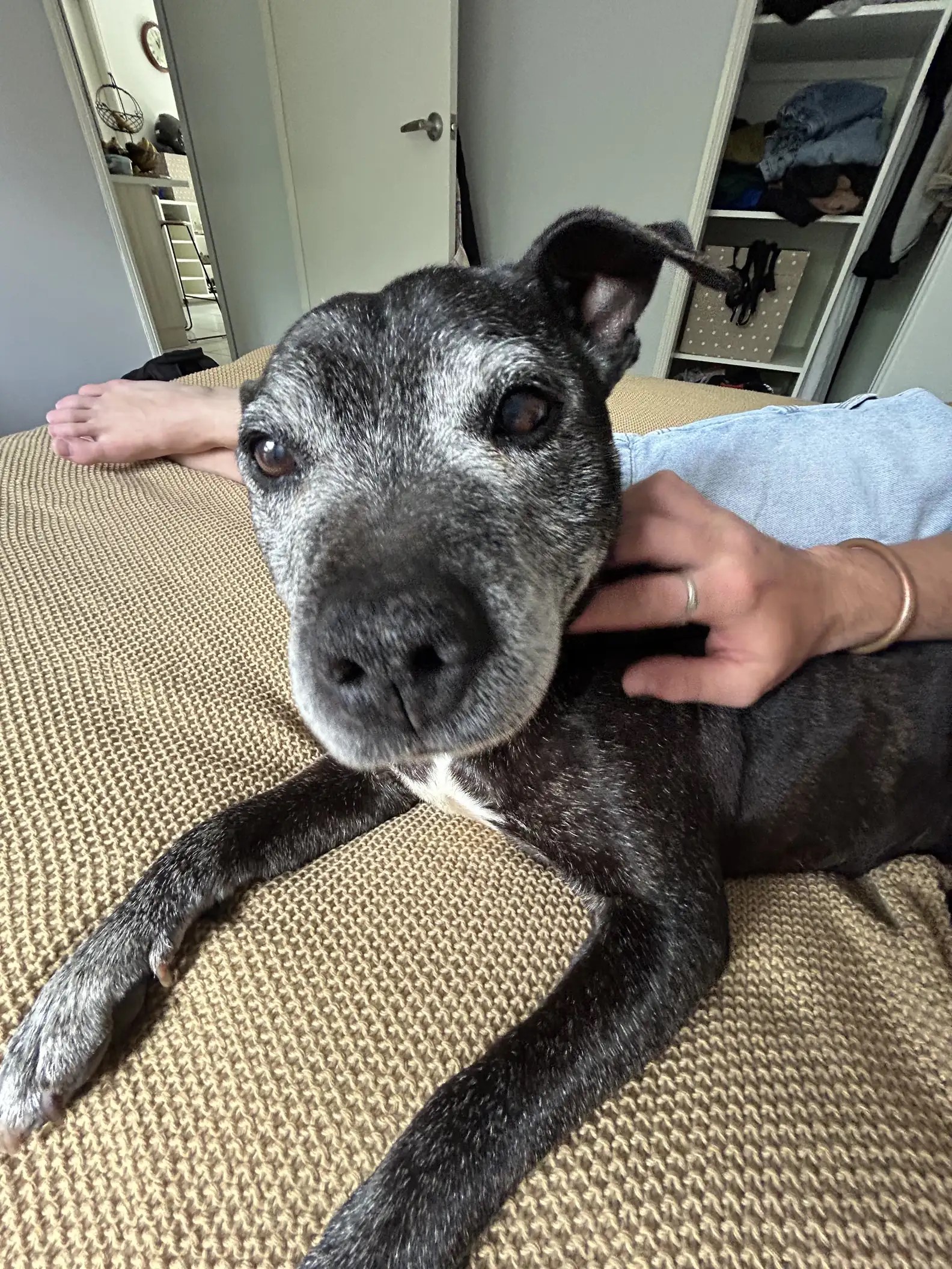 dog lying on bed