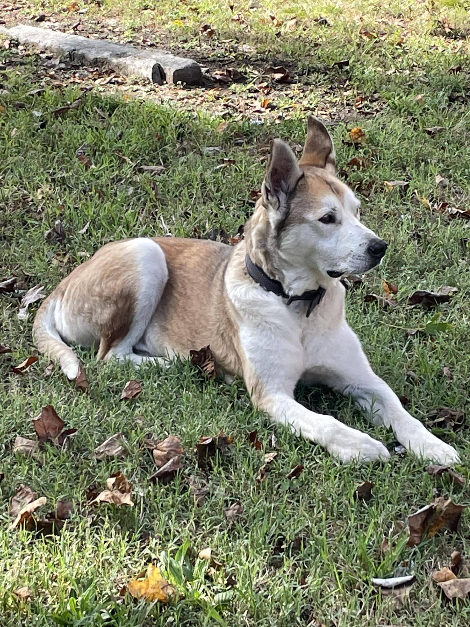 dog lying on grass